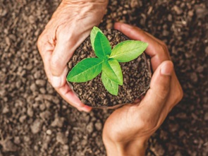 Hands holding a sprout
